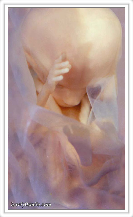 fetus-07.jpg