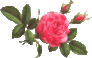 ro233.gif