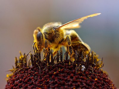 healing_honey_05.JPG