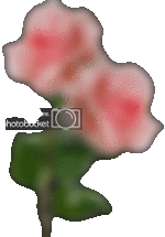 glitterimage27.gif