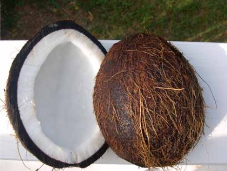 coconu10.jpg