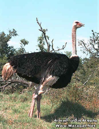 m3loomaat5.jpg
