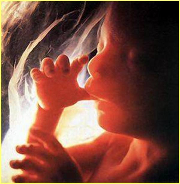 picture_embryo_7.JPG