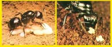 ant_9.JPG