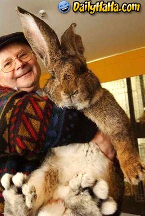 big_bunny.jpg