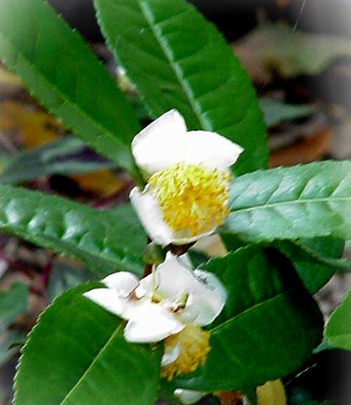 green_tea_02.JPG