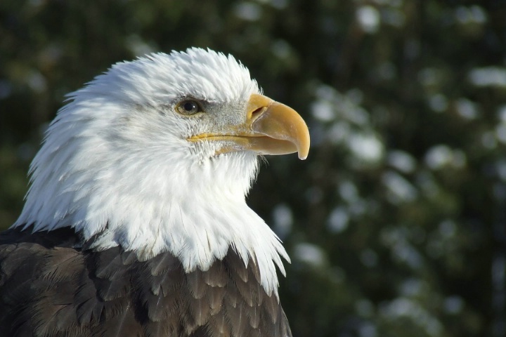 0601240353131bald5089.jpg