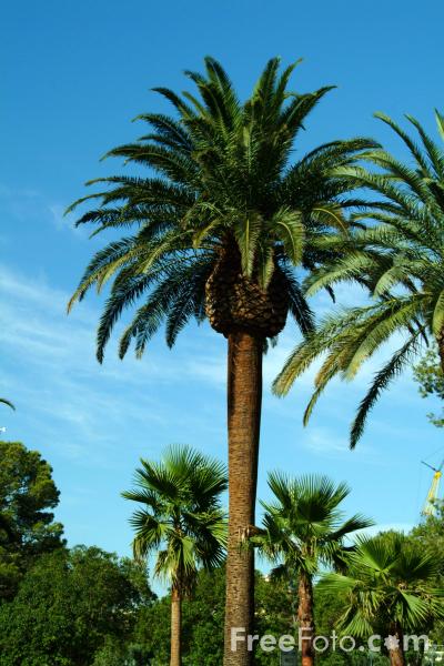 1216_02_75---Palm-tree--Las-Vegas--Nevada--USA_web.jpg