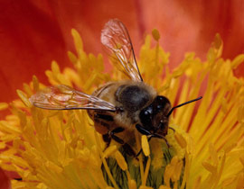 4533454-600x800.jpg