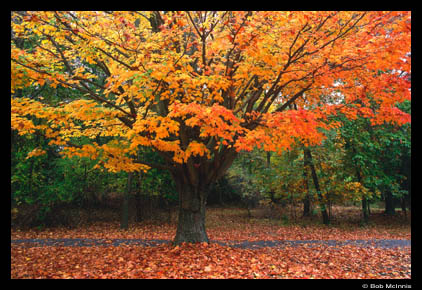 autumntree.jpg