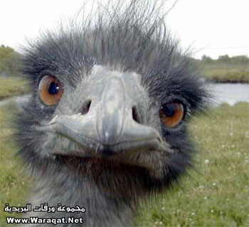 m3loomaat9.jpg