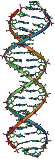 1271773010180px-dna_overview2.jpg