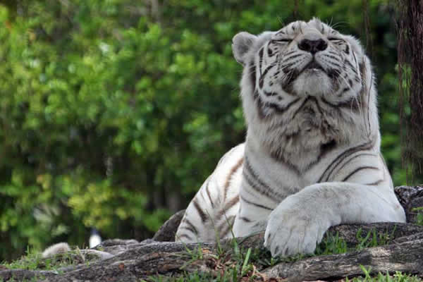 white_tigerld.jpg