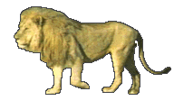 image.gif