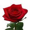 RED%20ROSE_full.jpeg