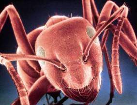 ant_5.JPG