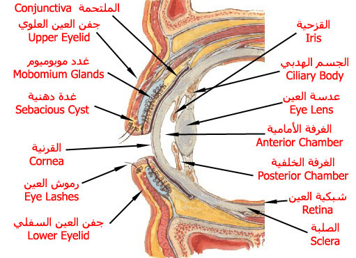 eye_v_section.jpg