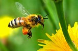 honey-bee-antibiotic.JPG