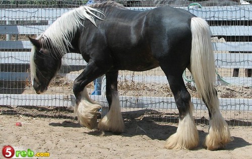 19_loshad_123.jpg