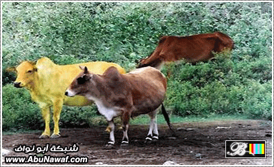 9928ce68144466e009aca71fcf04ecbe.gif