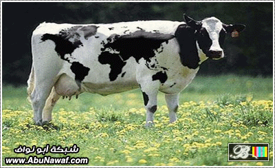 d8cb7930b70f0d2bccfa15b1d97ab366.gif