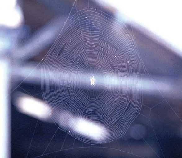 Web_A_diadematus_D1160.jpg