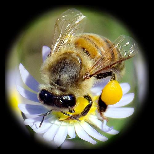 bee-honey-7.JPG