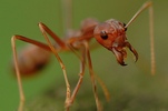 ants_army_00.JPG