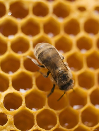 honeycomb-with-bee.jpg