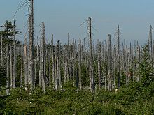 1268869913220px-acid_rain_woods1.jpg