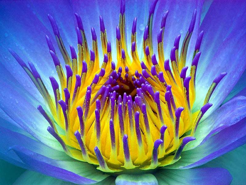 flower.jpg