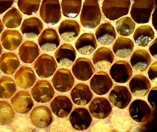 honey-bee-002.JPG