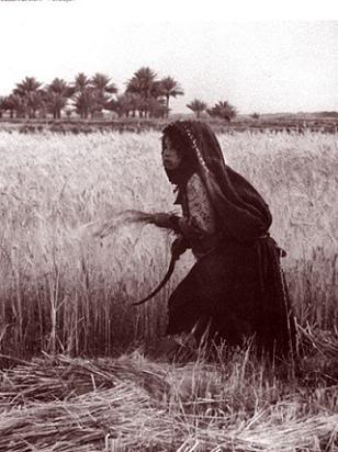 Basra_Harvest_time.jpg