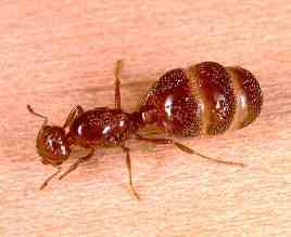 ant_12.JPG