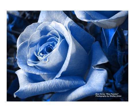 f_BlueRosePosm_b58b4f4.jpg