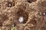 soil_052520.JPG
