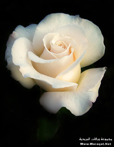 flower_2.jpg