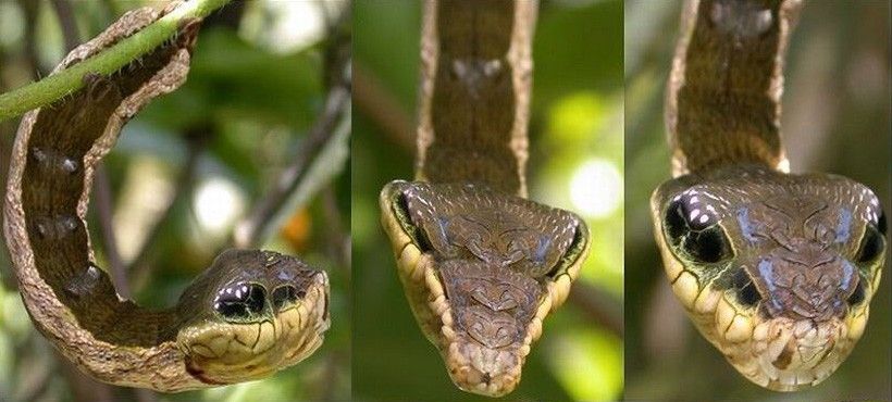 Caterpillar-Looks-Like-a-Snake-002.jpg
