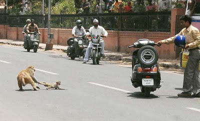 monkey-rascue01.jpg