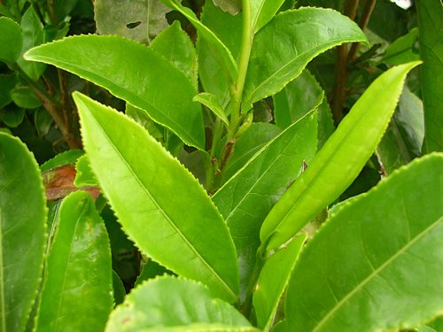 green_tea_01.JPG