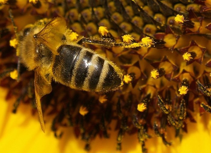 honey_bee_dust.JPG