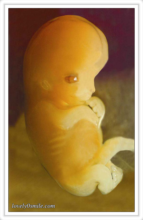 fetus-02.jpg