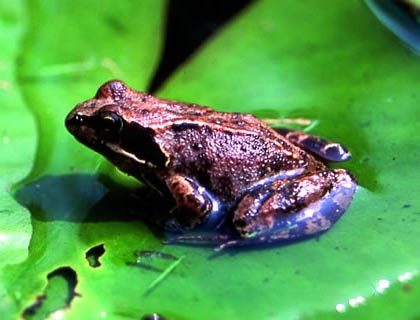 frog5545-saidaonline.jpg