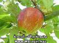 manat-tefa712.jpg