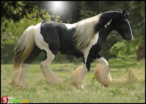 26_loshad_72.jpg