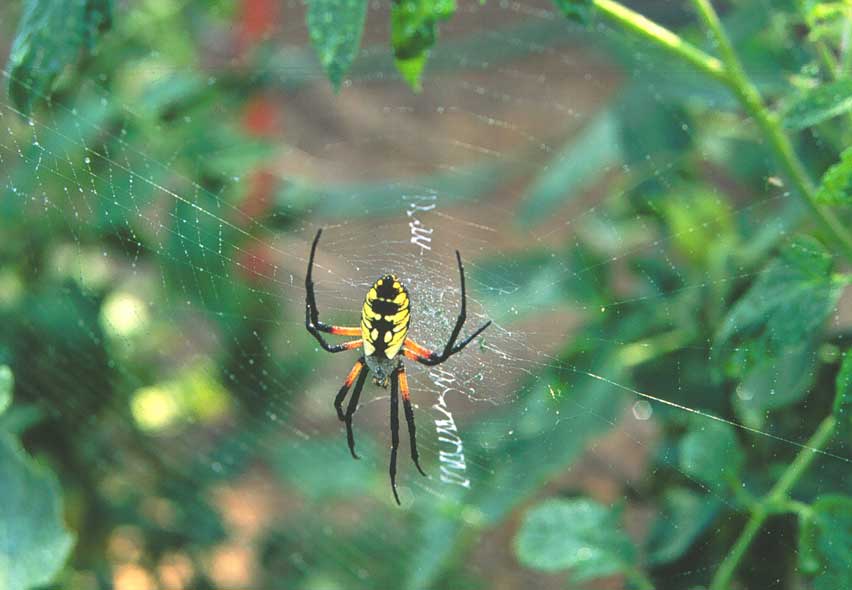 argiope.jpg