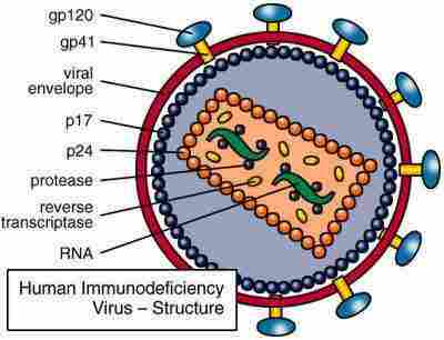 virus_1.JPG