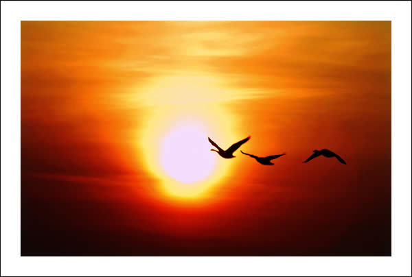 Geese%20at%20Sunrise.jpg