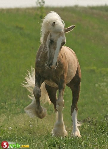 07_loshad_36.jpg
