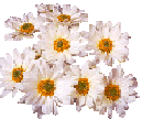 anyaflower385.gif